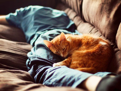 Узнав жуткую правду о кошках, вы никогда не станете с ними спать