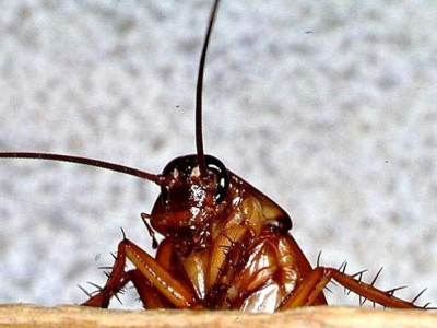 Куда пропали тараканы из наших квартир