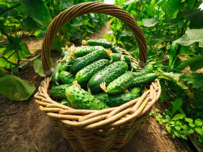 Огурцы необратимо действуют на организм: что важно запомнить