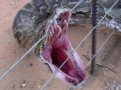 Как питон «пообедал» дикобразом и чем это для него закончилось