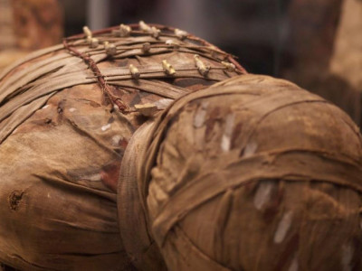 Внутри египетской мумии ястреба обнаружено неожиданное