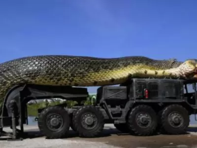 Cамая большая змея в мире: ей 103 года