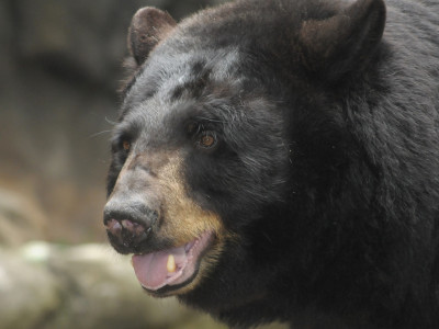 Охотник пустил в медведя стрелу: расплата не заставила ждать