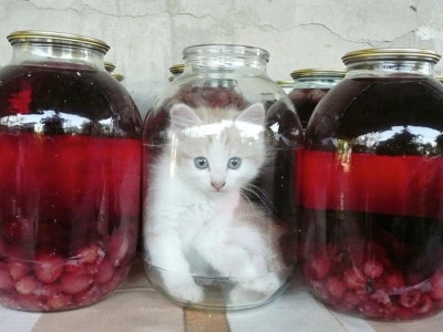 Котенок не мог вылезти из банки: что сделала мама-кошка