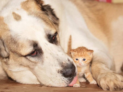 Кошка привела своих котят знакомиться с собакой: поражены все