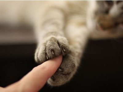 Почему кошки мнут лапами человека