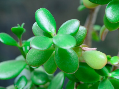 «Денежное дерево»: символ богатства, но угроза здоровью