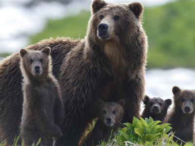 Медведицу с детьми окружила стая волков и тут на помощь пришел он
