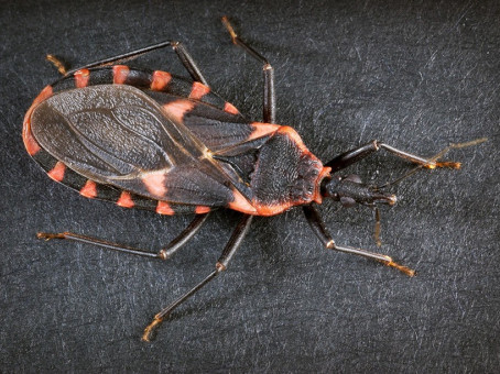 Если вы увидели этого жука у себя дома, немедленно вызывайте МЧС