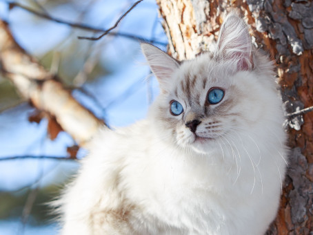 Не поверите, но кошки с легкостью помогут вылечить эти болезни