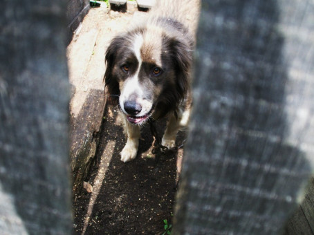 Девушка тайком гладила соседского пса: соседи поступили неожиданно