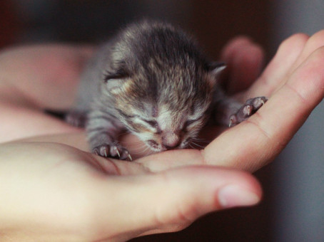 Люди приютили котенка, но не думали, кто из него вырастет