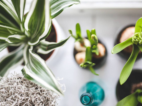 Какие комнатные растения лучше убрать с подоконника