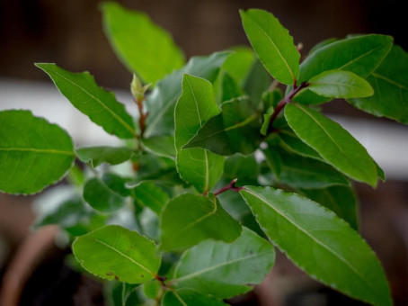Всего один лист этого растения может спасти вашу жизнь