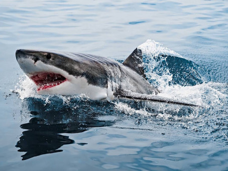 Рыбак потерял дар речи, увидев, что было в теле мертвой акулы