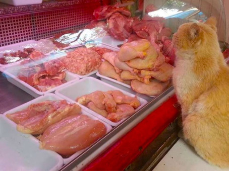 В магазине кот выпрашивал мясо и куда-то его уносил