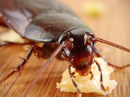 Вот почему тараканы массово возвращаются в квартиры
