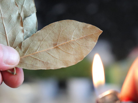 Как сжигать лавровый лист для лечения заболеваний