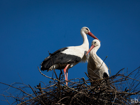 Чтобы увидеть ее, он летал 15 лет и 13 000 км: настоящая любовь