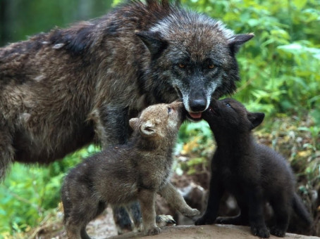 Огромный волк вышел к людям и «попросил» о спасении