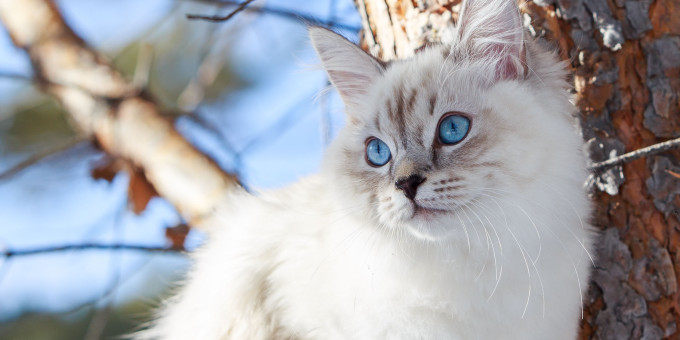 Не поверите, но кошки с легкостью помогут вылечить эти болезни