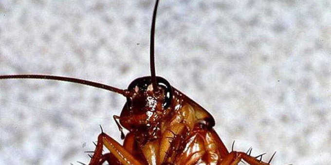 Куда пропали тараканы из наших квартир