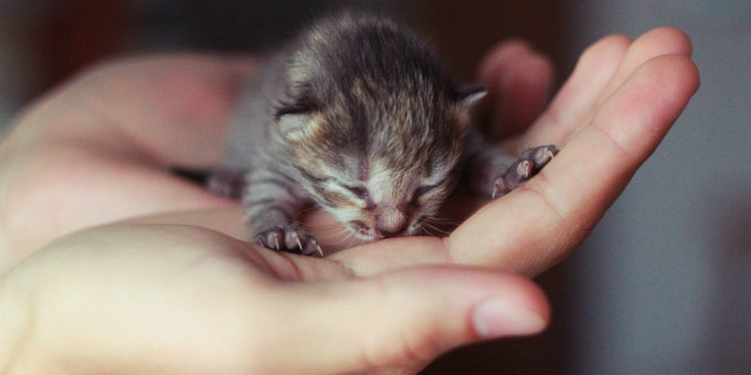 Люди приютили котенка, но не думали, кто из него вырастет