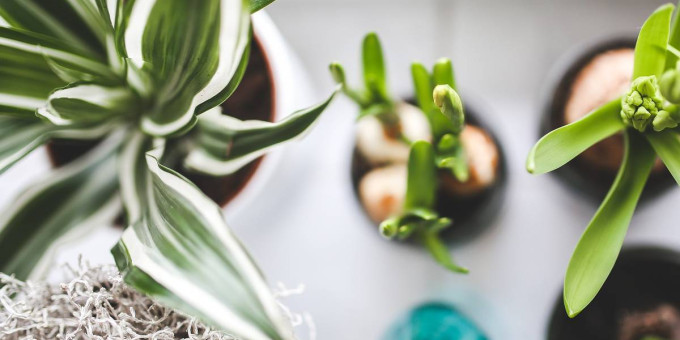 Какие комнатные растения лучше убрать с подоконника