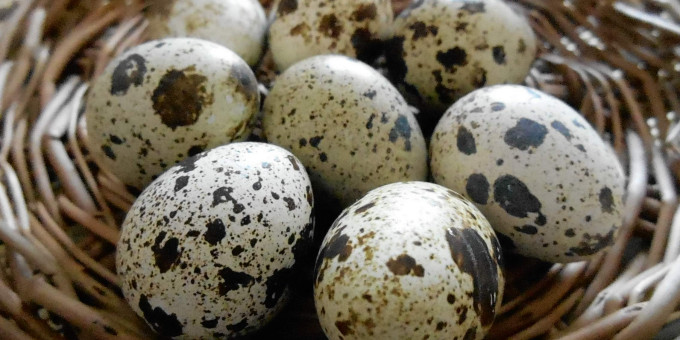 Перепелиные яйца: какой вред они наносят организму