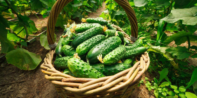 Огурцы необратимо действуют на организм: что важно запомнить