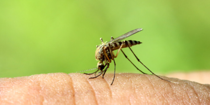 Так вот почему комары кусают одних людей больше других