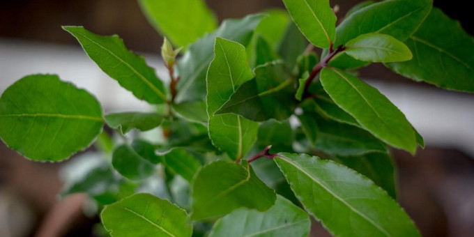 Всего один лист этого растения может спасти вашу жизнь