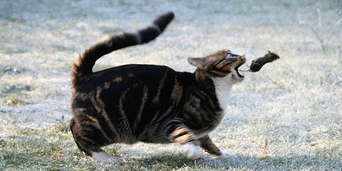 Почему кошки приносят домой свою добычу