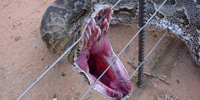 Как питон «пообедал» дикобразом и чем это для него закончилось