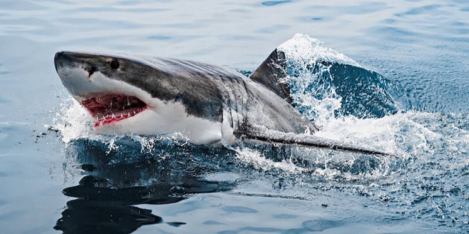 Рыбак потерял дар речи, увидев, что было в теле мертвой акулы