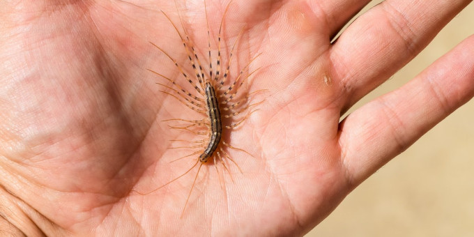 Ни в коем случае нельзя убивать домашних сороконожек