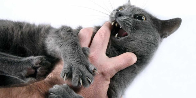 Болезнь, которая развивается у человека из-за наличия кошки