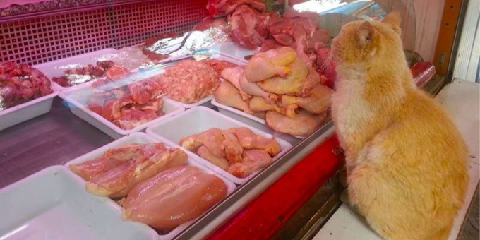 В магазине кот выпрашивал мясо и куда-то его уносил