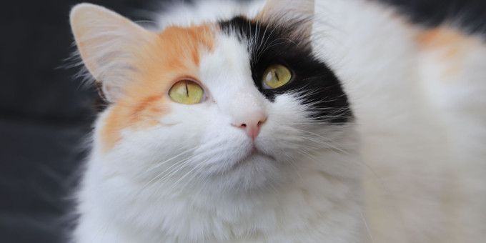 Почему в доме должен жить кот: ответ поразит