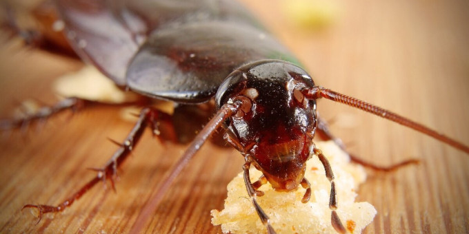 Вот почему тараканы массово возвращаются в квартиры