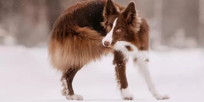 Учёные выяснили причину преследования собаками собственного хвоста