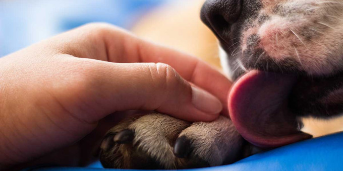 Смертельные ласки: как убивает собачья слюна