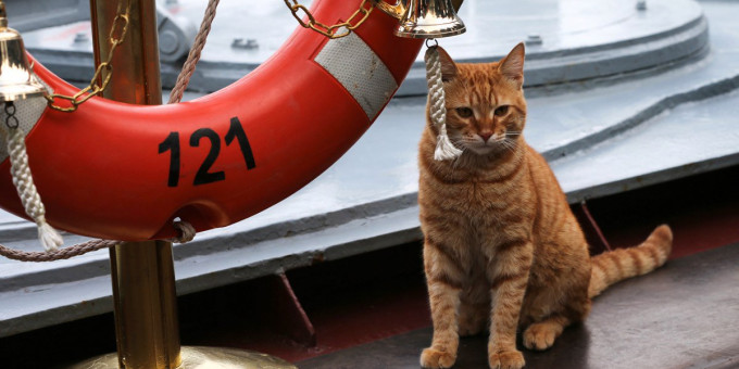 Котик-военный, от которого умиляются даже войска НАТО