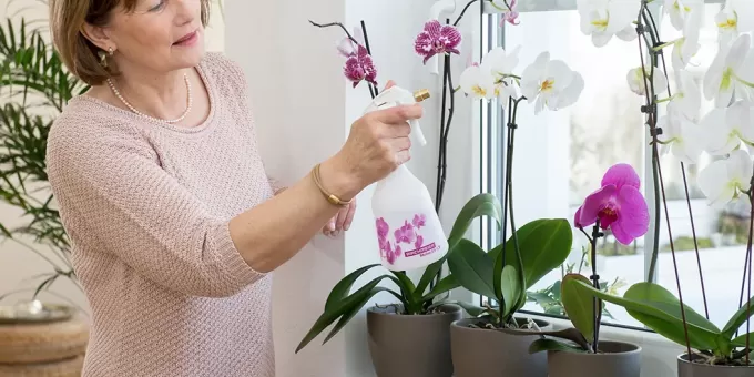 Никогда не держите орхидею дома: есть причина