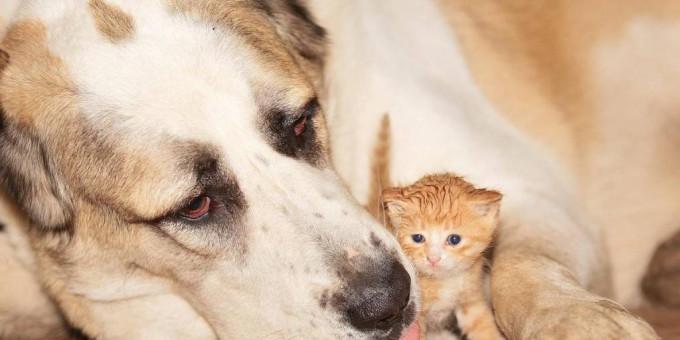 Кошка привела своих котят знакомиться с собакой: поражены все