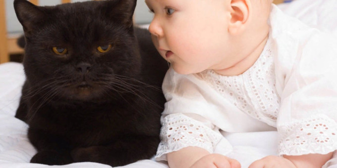 История самой удивительной дружбы младенца и бездомной кошки