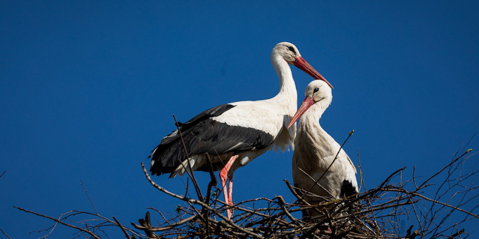 Чтобы увидеть ее, он летал 15 лет и 13 000 км: настоящая любовь