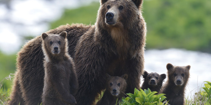 Медведицу с детьми окружила стая волков и тут на помощь пришел он