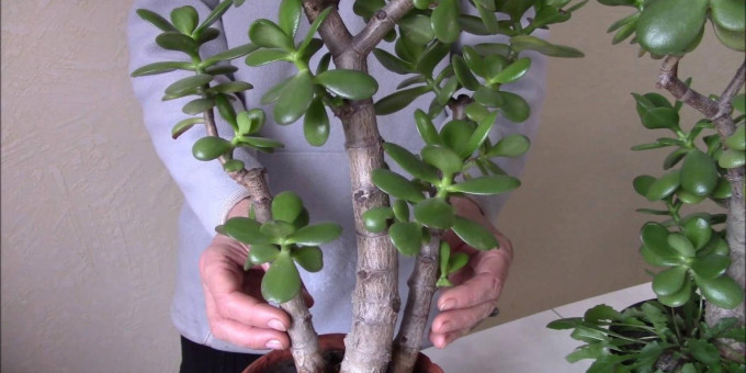 Правда о денежном дереве вас удивит: это и представить сложно