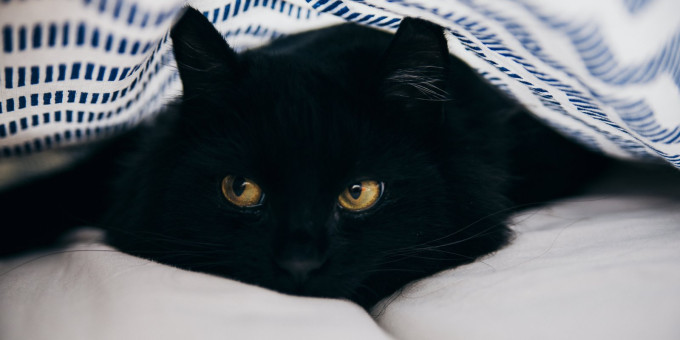 Признаки домового в квартире: за что он может разгневаться